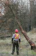 Hand falling beetle infested trees in Myra Bellevue Protected Area.