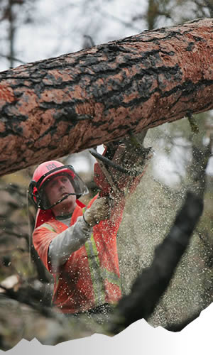 Environmentally responsible forest and natural resource services.
