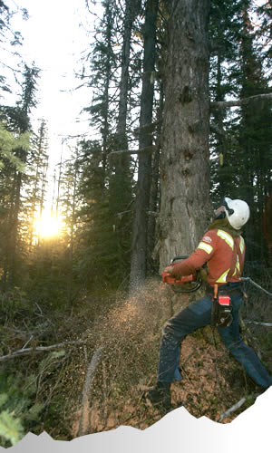 Environmentally responsible forest and natural resource services.