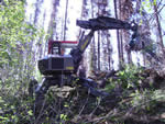 Piling blowdown and beetle killed trees for burning with Kaiser spider walking excavator.