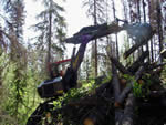 Piling blowdown and beetle killed trees for burning with Kaiser spider walking excavator.