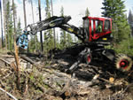 Piling blowdown and beetle killed trees for burning with Kaiser spider walking excavator.