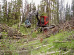 Piling blowdown and beetle killed trees for burning with Kaiser spider walking excavator.