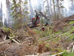 Piling blowdown and beetle killed trees for burning with Kaiser spider walking excavator.