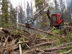 Piling blowdown and beetle killed trees for burning with Kaiser spider walking excavator.