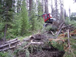 Piling blowdown and beetle killed trees for burning with Kaiser spider walking excavator.