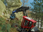 Hoe chucking and gathering pine felled on steep and rocky slopes.