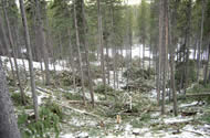Looking back down the block at the burn piles.