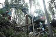 Looking up at the spider, more burn pile building.