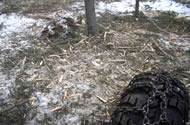 Closer shot of mulching debris, most pieces are now the size of the palm of your hand or smaller. The size of the mulched debris can be controlled by the operator through the angle of the mulcher head and by applying more or less vertical pressure to standing trees.