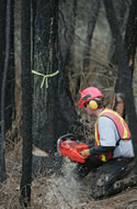 Hand falling beetle infested trees in Myra Bellevue Protected Area.