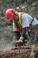 Bucking trees for piling and burning.