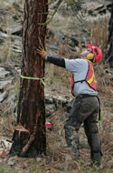 Hand falling beetle infested trees in Myra Bellevue Protected Area.