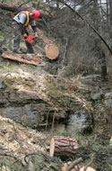 Bucking trees for piling and burning.