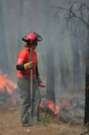 Patrolling the burn piles.