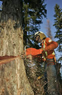 Falling selected trees to achieve the correct crown separation.