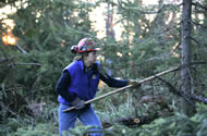 Removing the ladder fuels to reduce the chance of a ground fire becoming a crown fire.